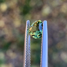 1.3ct Wattle Sapphire, Trillion