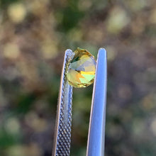 1.3ct Wattle Sapphire, Trillion