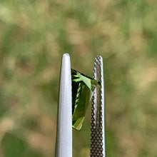 1.65ct Green Sapphire, Freeform