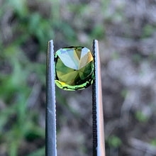 3.66ct Wattle Sapphire, Cushion