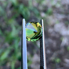 3.66ct Wattle Sapphire, Cushion