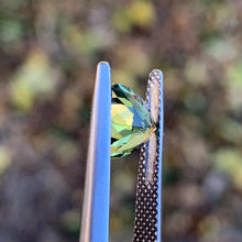 1.46ct Parti Sapphire, Trillion