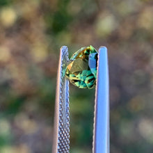 1.3ct Wattle Sapphire, Trillion