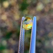 1.3ct Wattle Sapphire, Trillion