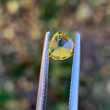 1.3ct Wattle Sapphire, Trillion