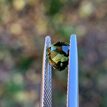 1.3ct Wattle Sapphire, Trillion