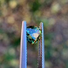 1.3ct Wattle Sapphire, Trillion