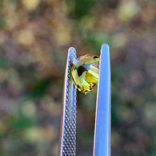 1.3ct Wattle Sapphire, Trillion