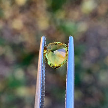 1.3ct Wattle Sapphire, Trillion