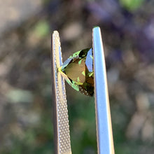 1.78ct Chartreuse Sapphire, Trillion